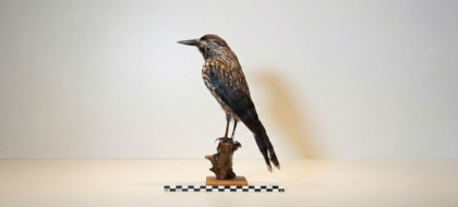 Gemini_Generated_Image_rx77pmrx77pmrx77